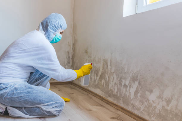 Licensed Mold Testing service in Lake Worth, FL - WQB Mold Removal